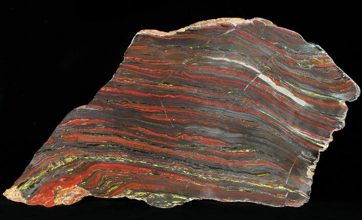 Polished Tiger Iron Stromatolite - ( Billion Years) #50737